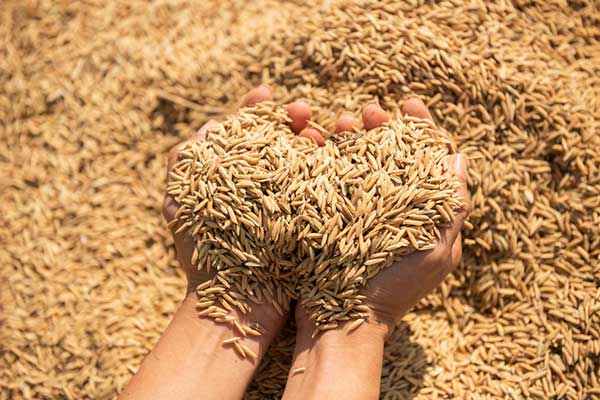 paddy-drying